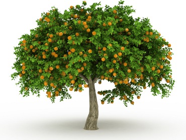 orange-tree-370